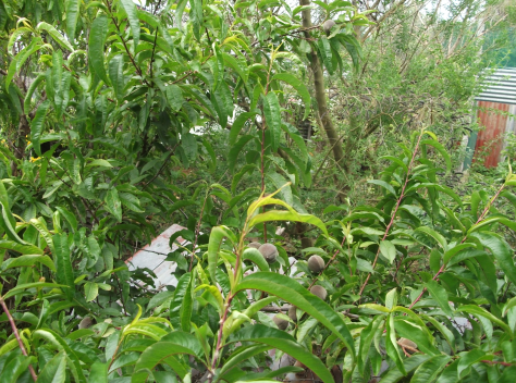 screen-shot-2017-01-21-at-8-29-48-pm