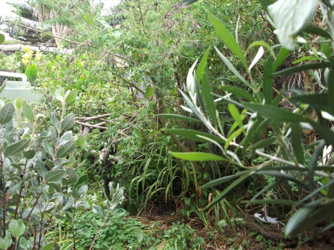 screen-shot-2017-01-22-at-7-14-11-am