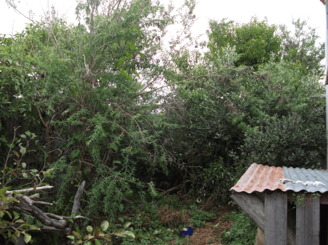 screen-shot-2017-01-22-at-7-14-21-am