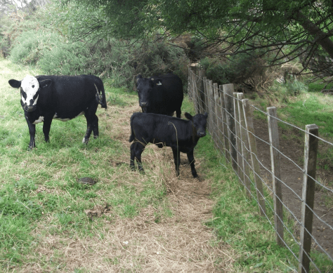 screen-shot-2017-02-01-at-6-35-59-am