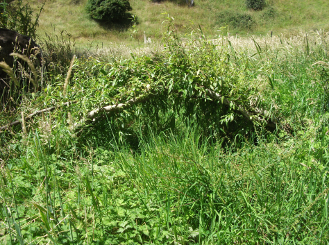 screen-shot-2017-01-17-at-8-02-25-am