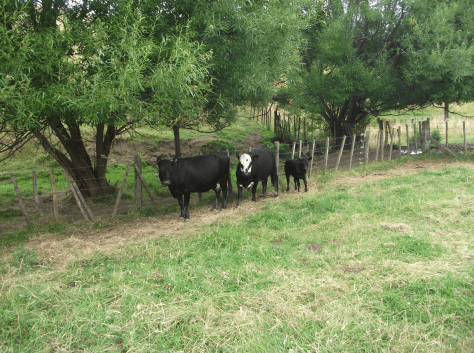 screen-shot-2017-01-19-at-6-31-09-am