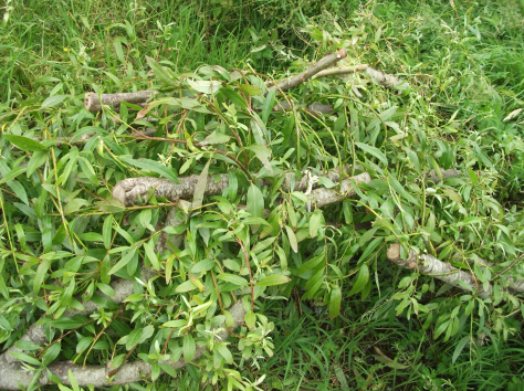 screen-shot-2017-02-26-at-6-20-11-am