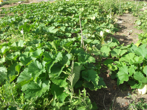 Screen Shot 2017-03-16 at 7.13.14 am