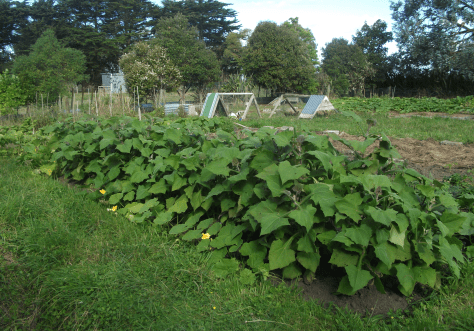 Screen Shot 2017-03-16 at 7.13.39 am