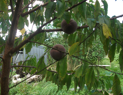 Screen Shot 2017-03-16 at 7.14.27 am