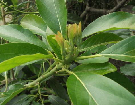 Screen Shot 2017-03-16 at 7.14.45 am