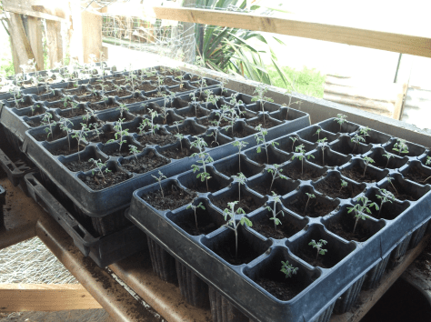 Screen Shot 2017-03-16 at 7.15.15 am