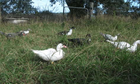 Screen Shot 2017-03-16 at 7.24.52 am