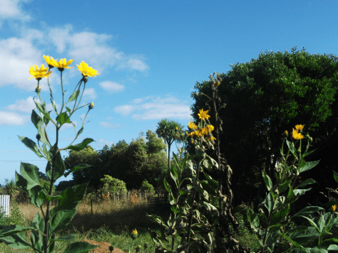 Screen Shot 2017-03-16 at 7.25.08 am