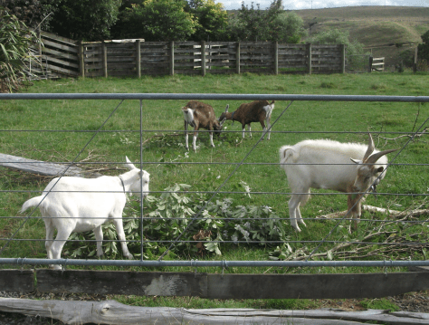 Screen Shot 2017-03-16 at 7.25.32 am