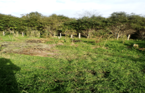 Screen Shot 2017-05-18 at 6.16.32 am