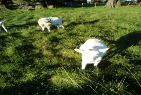 Screen Shot 2017-05-18 at 6.17.57 am