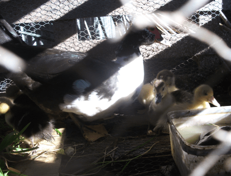 Screen Shot 2017-06-18 at 6.27.41 am