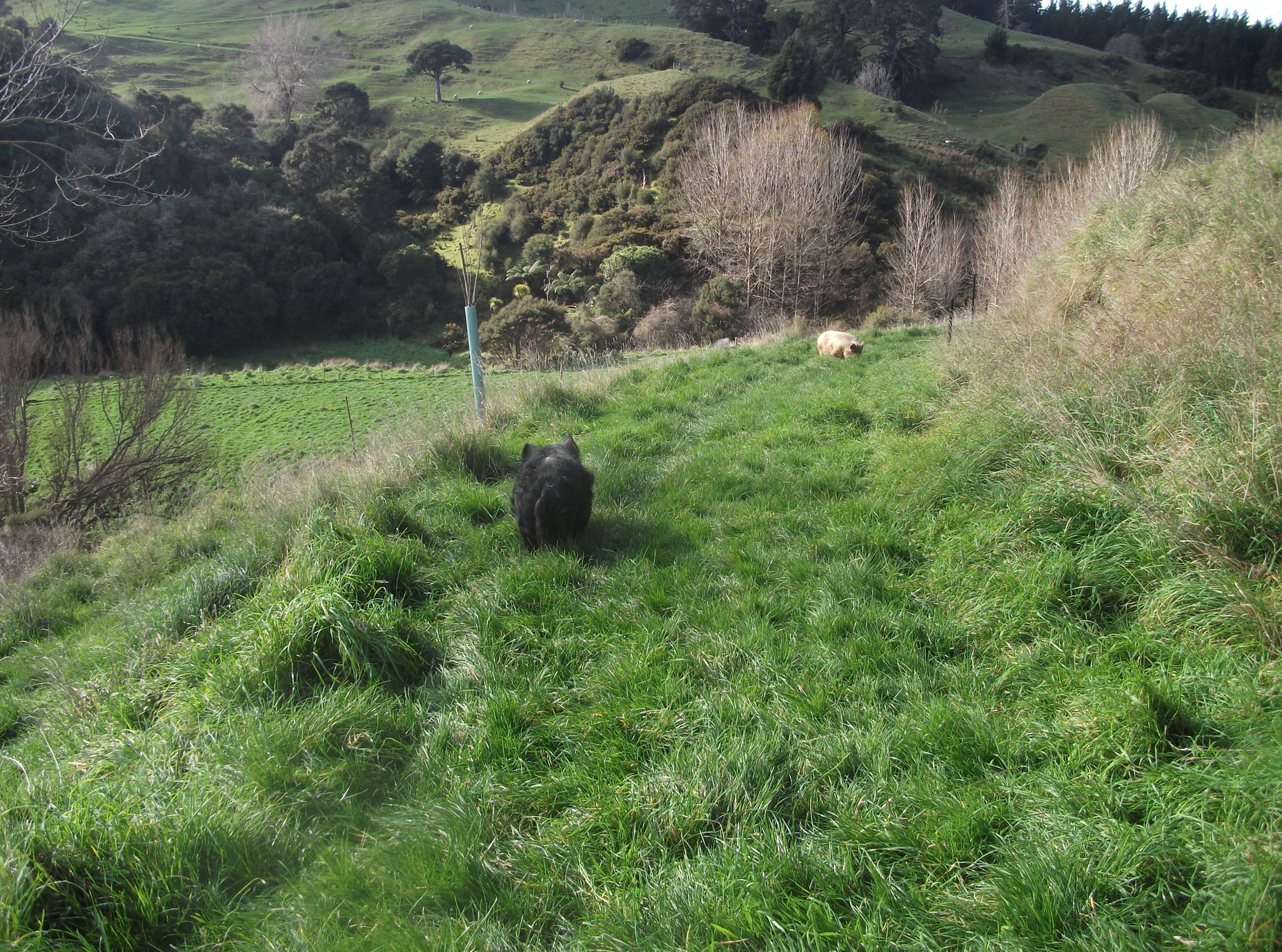 Screen Shot 2017-07-21 at 12.16.29 pm