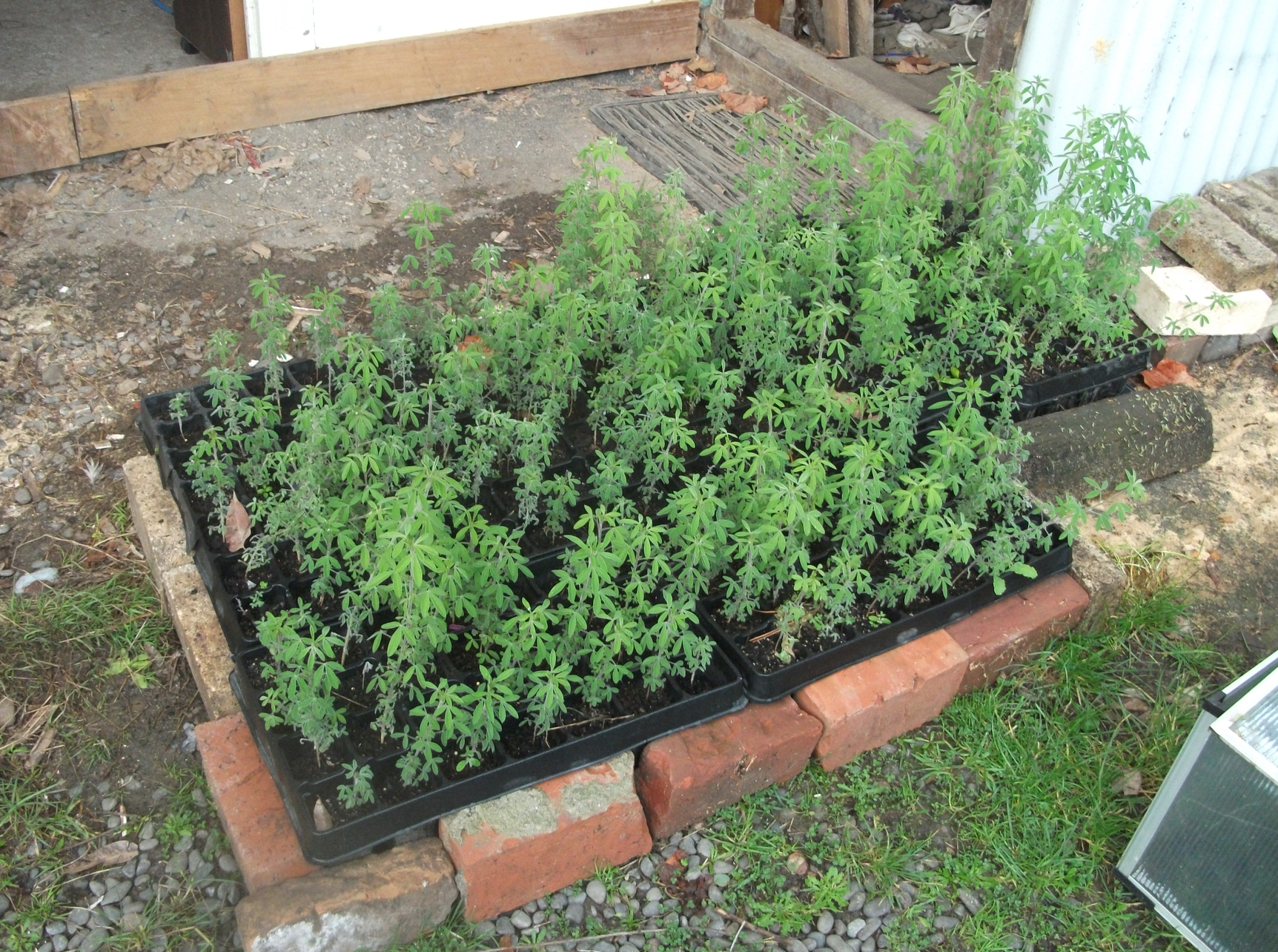 Screen Shot 2017-07-21 at 12.16.46 pm