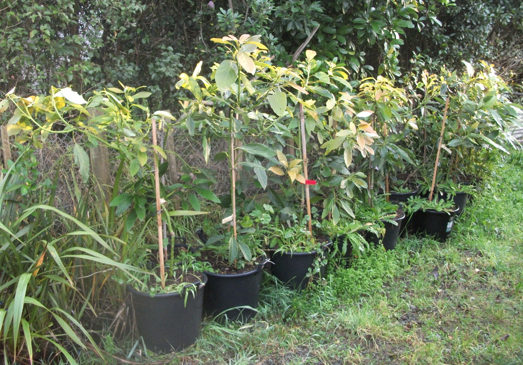 Screen Shot 2017-07-21 at 12.16.56 pm