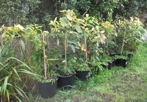 Screen Shot 2017-07-21 at 12.16.56 pm