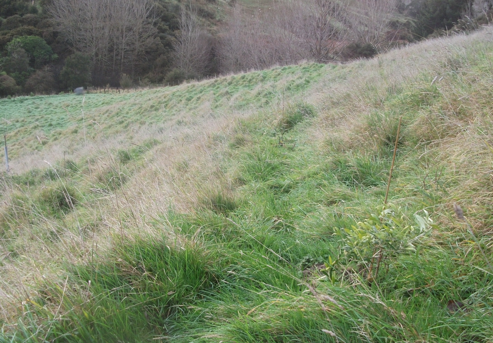 Screen Shot 2017-07-21 at 12.18.09 pm