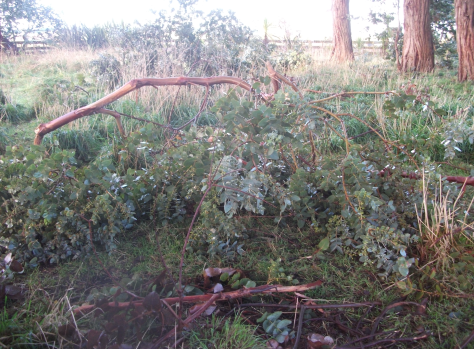 Screen Shot 2017-07-17 at 7.29.52 am