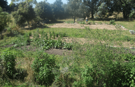 Screen Shot 2017-08-07 at 4.26.28 pm