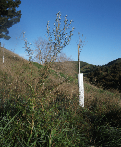 Screen Shot 2017-08-25 at 12.20.58 pm