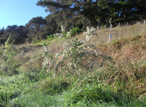 Screen Shot 2017-08-25 at 12.21.21 pm