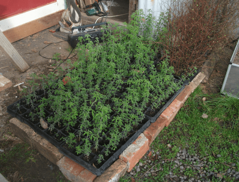 Screen Shot 2017-08-25 at 12.24.50 pm