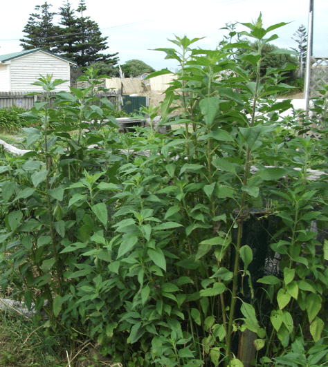 Screen Shot 2017-09-10 at 6.05.33 am