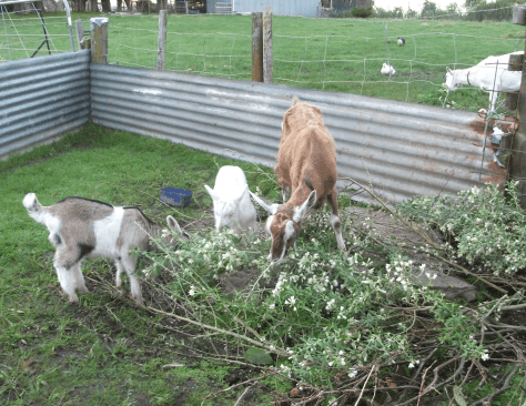 Screen Shot 2017-09-10 at 6.05.59 am