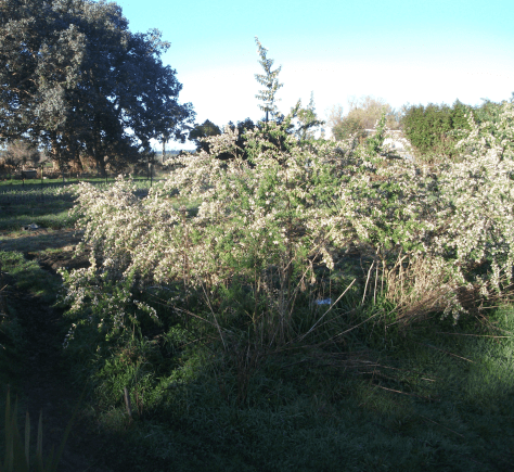 Screen Shot 2017-09-10 at 6.16.59 am