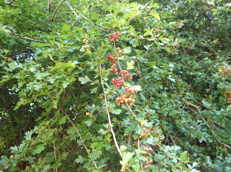 Screen Shot 2017-09-10 at 6.18.05 am