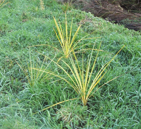 Screen Shot 2017-09-10 at 6.20.55 am