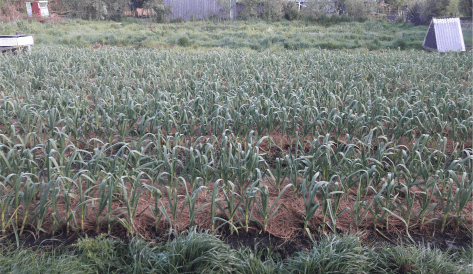 Screen Shot 2017-10-15 at 6.36.30 am