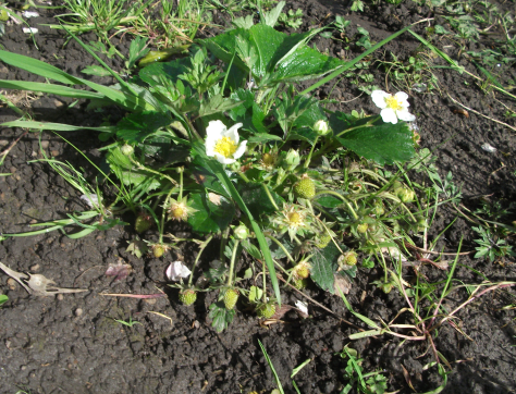 Screen Shot 2017-10-15 at 6.37.31 am