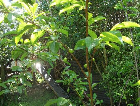 Screen Shot 2017-10-15 at 6.38.03 am