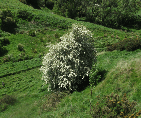 Screen Shot 2017-10-15 at 6.38.27 am