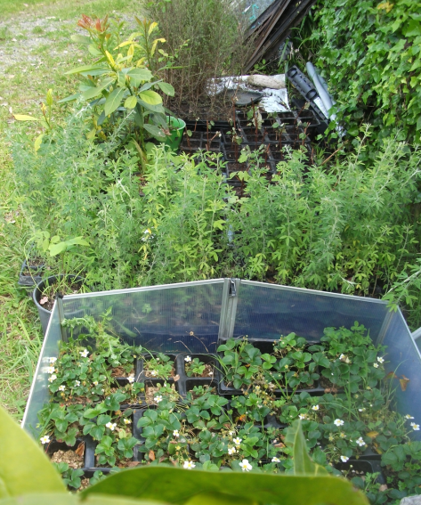 Screen Shot 2017-10-20 at 7.12.51 am