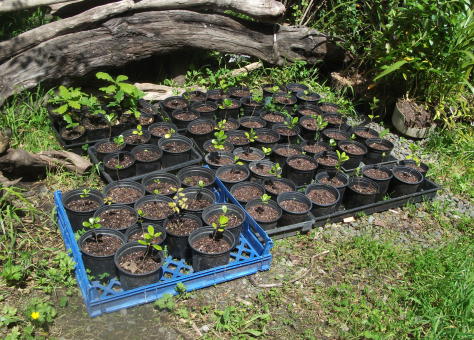 Screen Shot 2017-10-20 at 7.13.11 am