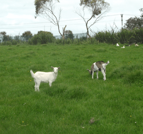 Screen Shot 2017-10-22 at 3.22.11 pm