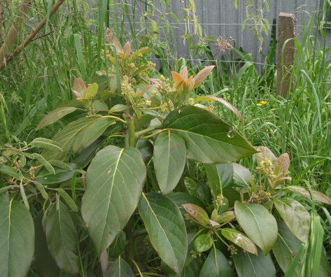 Screen Shot 2017-10-22 at 3.22.26 pm