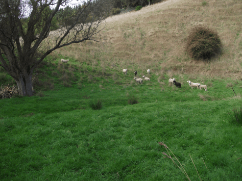 Screen Shot 2017-10-27 at 9.17.55 am