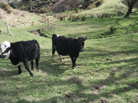 Screen Shot 2017-10-27 at 9.21.20 am