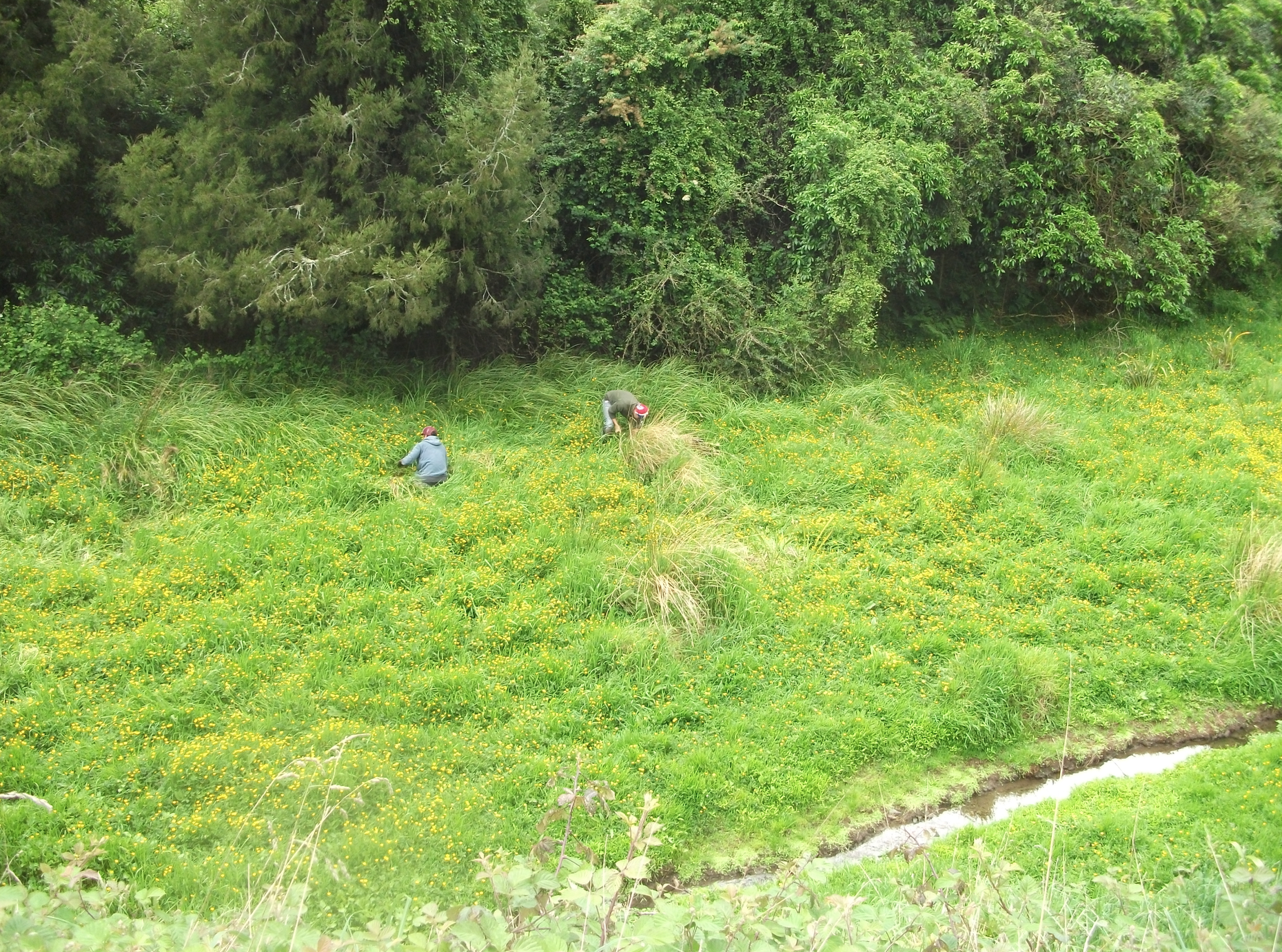 Screen Shot 2017-11-06 at 5.06.09 am