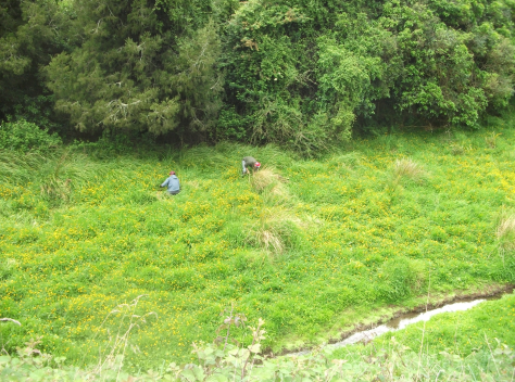 Screen Shot 2017-11-06 at 5.06.09 am