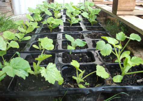 Screen Shot 2017-11-12 at 6.51.33 am