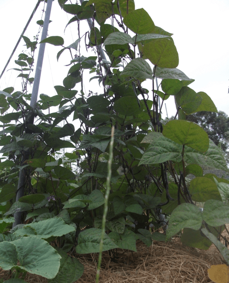 Screen Shot 2017-12-23 at 8.16.32 pm