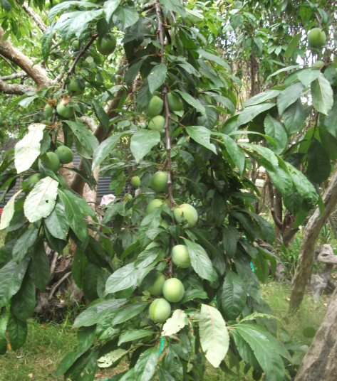 Screen Shot 2017-12-23 at 8.18.08 pm