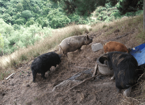 Screen Shot 2018-01-22 at 2.01.42 pm