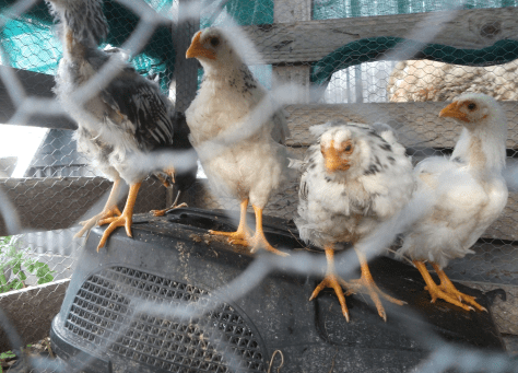 Screen Shot 2018-02-18 at 6.30.52 am